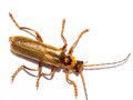 Cantharis rufa